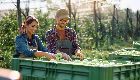 CIRANO Webinar - Financial Autonomy and Exporting for Biofood SMEs: Challenges and Strategies