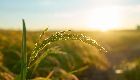CIRANO Webinar - Crop Insurance and Crop Loss Risk Management