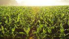 Webinar: Factors that Prevent or Facilitate the Expansion of Fast-growing SMEs in the Bio-food Industry