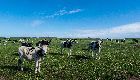 External Activity: Webinar Workshop - Digital Data in the Bio-Food Sector in Quebec