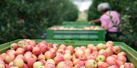 Diversifying export markets: a major financial challenge for SMEs in the biofood sector